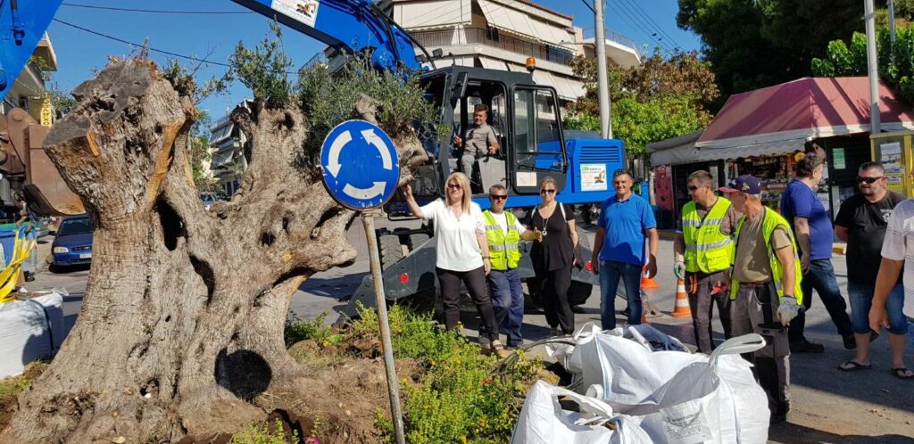 Δυο ακόμα υπεραιωνόβιες ελιές μεταφυτεύτηκαν στον Δήμο Ιλίου