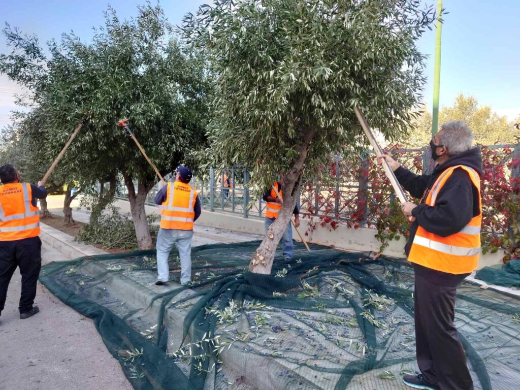 Λιομάζωμα στη Γλυφάδα για εξαιρετικής ποιότητας ελαιόλαδο