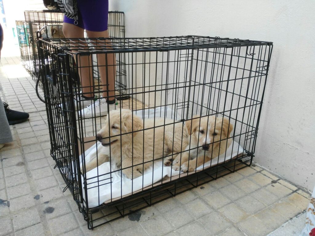 Έντεκα κατοικίδια βρήκαν καινούρια οικογένεια στην Ημέρα Υιοθεσίας του Δήμου Αχαρνών