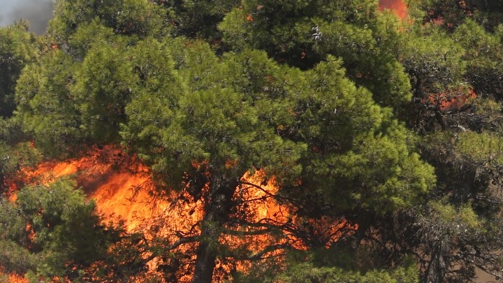 Πύργος: Μεγάλο πύρινο μέτωπο στην περιοχή Νεμούτα