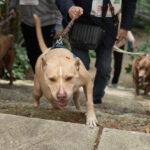 Δήμος Χαλανδρίου:  «Κυνηγώντας την ουρά μας» – Πραγματοποιήθηκε με επιτυχία η δράση με πρωταγωνιστές τα ζώα συντροφιάς